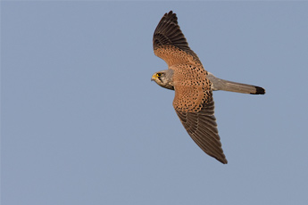 Turmfalke Männchen, Vogel des Jahres 2007