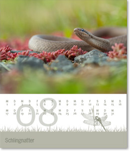 Monat August des Naturfotografie-Kalenders 2011 von christianstein.net